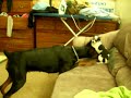 Doberman attacking Chihuahua Doberman attacking Chihuahua