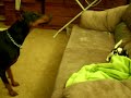 Doberman attacking Chihuahua