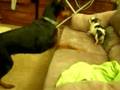 Doberman attacking Chihuahua