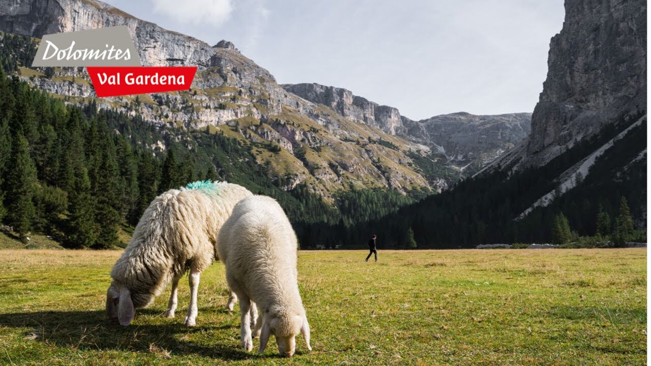 Sheep Transhumance in Vallunga