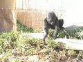 Baby gorilla, kibibi, on her own