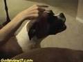 Boxer Dog Betsy fends off the Bee in The Barn