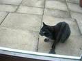mog wiv bird