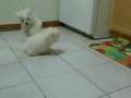 Maltipoo & Maltese puppies