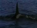 orque.wmv