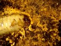 rhino larva (Oryctes nasicornis) eating