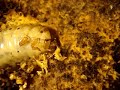 rhino larva (Oryctes nasicornis) eating
