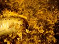 rhino larva (Oryctes nasicornis) eating