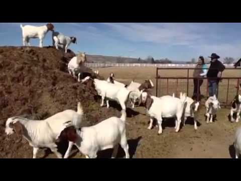 boergoat farming - Evelyn Simon, of Hagerman, raises boer goats at the family farm. Read the story on Sunday at Magicvalley.com.