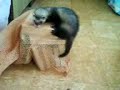 furet marmotton le petit nourson