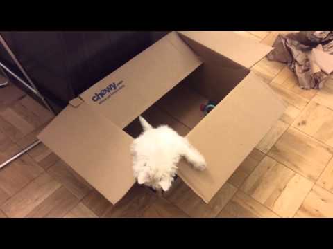 Play YouTube video