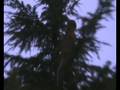 videos de 20/11/08 - Climbing up a tree