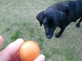 モモとタビ(犬とうさぎ)の仲良し日記28 (Funny! Dog Rabbit)