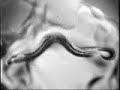 Nematodos Apareamiento
