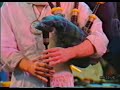alan stivell    ian morisson reel  live 