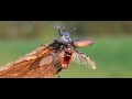 Vliegend hert, Lucanus cervus