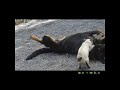 Calins et massages entre chat et chien - Hug cat dog - Beauceron