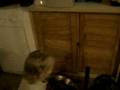 videos de c