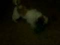 Toby and a Bottle