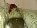 Darrrrek - Breeding Carduelis major WITKOP mutation female on the nest