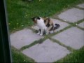 EL JUEGO DEL GATO Y EL RATON.wmv