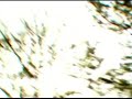 a hodge podge of fall and winter 2007 footage. filmed october 31st on mount bonnell, november 26th at garrison park, november 27th at mayfield park, and december 2nd in downtown austin, texas and 37th street. 

the music is 