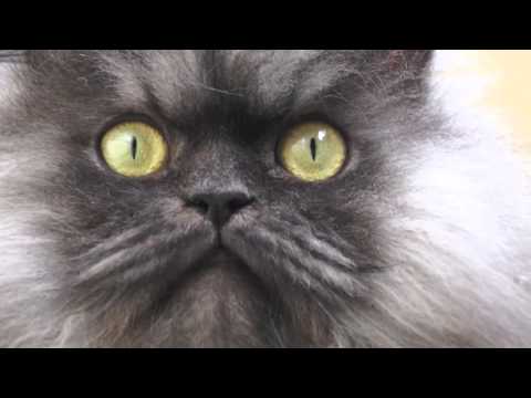 Record Breaking Cat