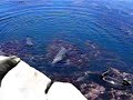 Sea Lions