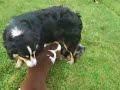 Dolly and Muchie with Dolly\ Dolly and Muchie with Dolly\