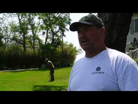 how to fertilize pecan trees in mississippi
