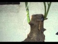 Grafting Citrus Grafting Citrus