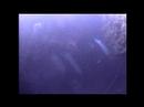 Bali Diving Part 8 Bali Diving Part 8