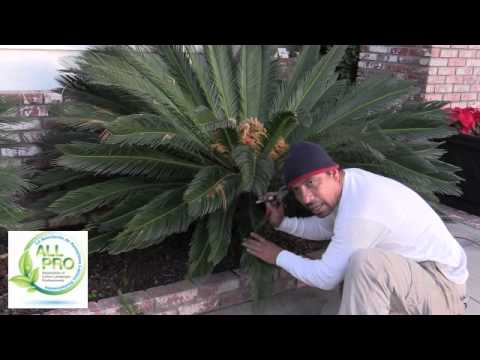 how to trim sago palm video