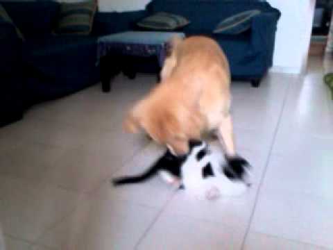 Guarda il video >> Guarda il video >>