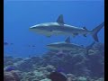 Cook Islands Video