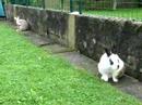 lapins
