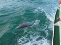 Keywords: Dolphin, Florida, Sanibel, Vacation