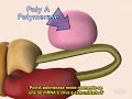 Processamento do mRNA Processamento do mRNA