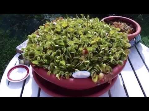 how to grow dionaea muscipula