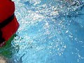 Webkinz Go Swimming Webkinz Go Swimming