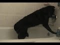 Dog Starting her own Bath