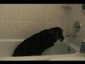 Dog-Starting-her-own