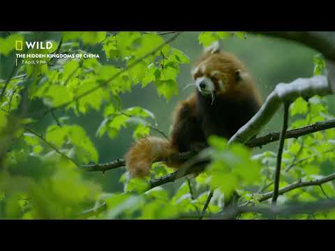 The Hidden Kingdoms of China | Premieres 7 April, 9 PM | Nat Geo Wild