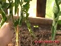 Лучшие (томаты) поми