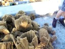 Sponge diver talks about diving for sponges
