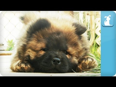 Chow Chow