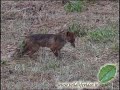 Red fox (Vulpes vulpes)