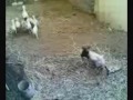 the funny scary masked sheep!!