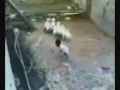 the funny scary masked sheep!!