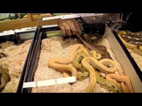 YouTube reptile video
